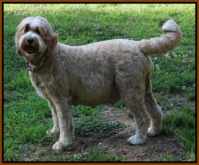 Dawn day 59 Dapper pups