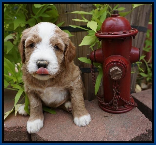 Dawn Dapper Dan pups 5 wks old 21