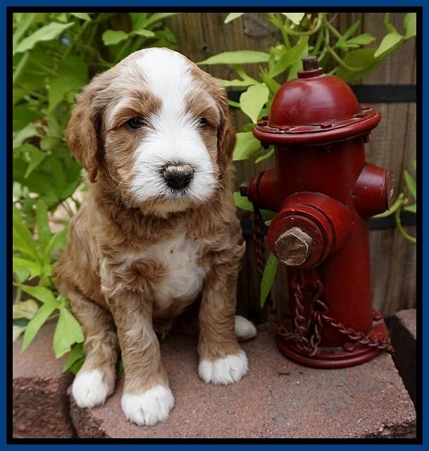 Dawn Dapper Dan pups 5 wks old 31