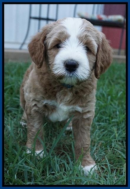 Dawn Dapper Dan pups 6 wks old 11