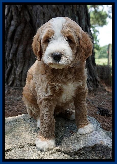 Dawn Dapper Dan pups 7 wks old 51