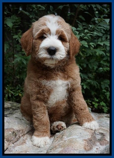 Dawn Dapper Dan pups 8 wks old 31225