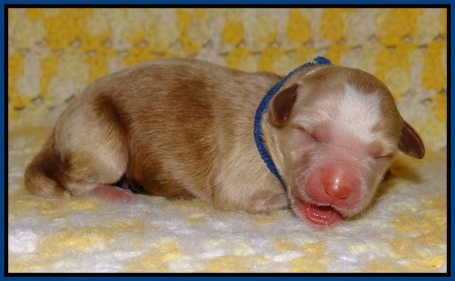 Dawn Dapper pups newborn 11