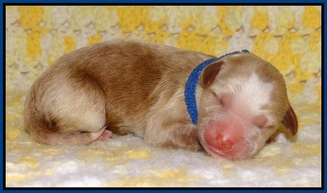 Dawn Dapper pups newborn 31