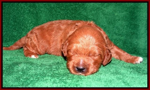 Dawn Dapper Dan pups 2 wks old 101