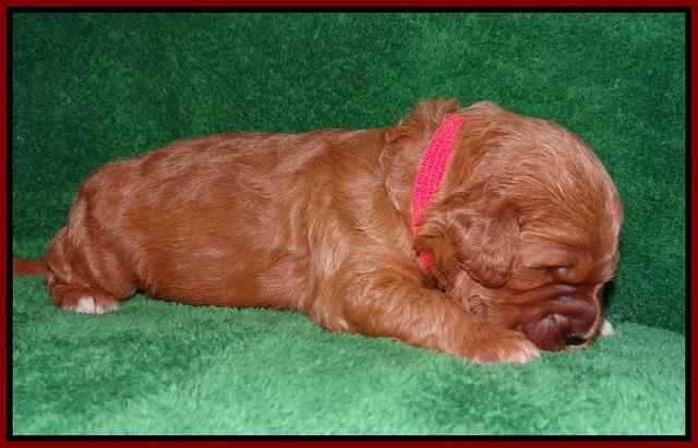 Dawn Dapper Dan pups 2 wks old 91