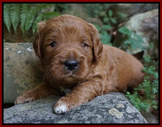 Dawn Dapper Dan pups 3 wks old 61