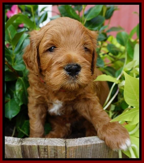 Dawn Dapper Dan pups 4 wks old 81