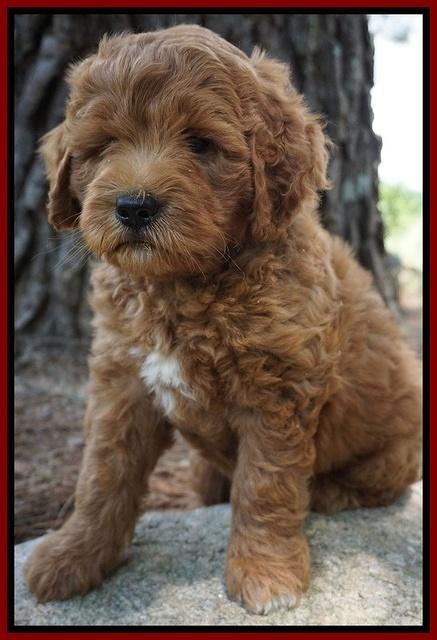 Dawn Dapper Dan pups 7 wks old 111