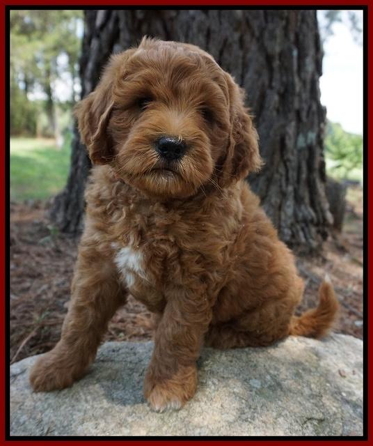 Dawn Dapper Dan pups 7 wks old 131