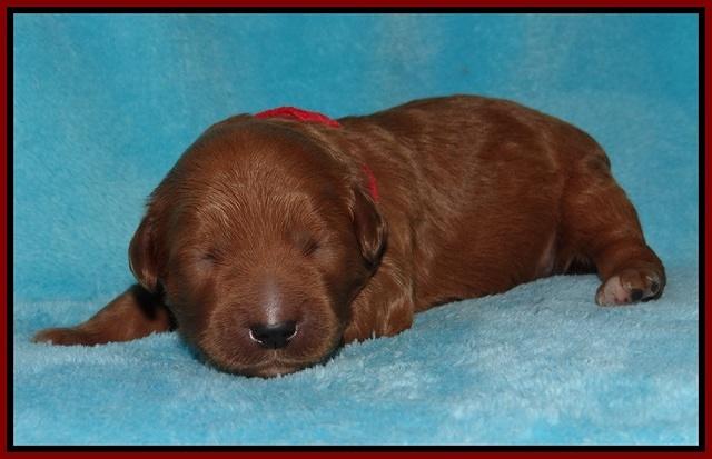 Dawn Dapper pups 1 wk old 61