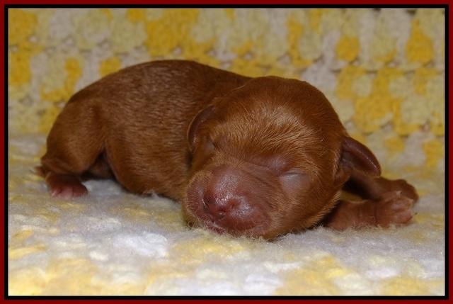 Dawn Dapper pups newborn 61