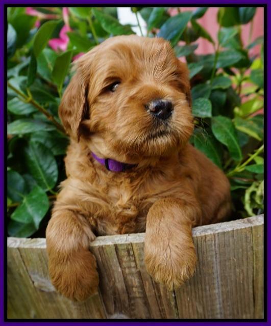 Dawn Dapper Dan pups 4 wks old 101