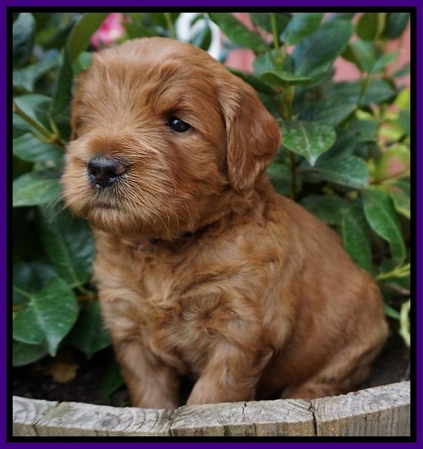 Dawn Dapper Dan pups 4 wks old 111