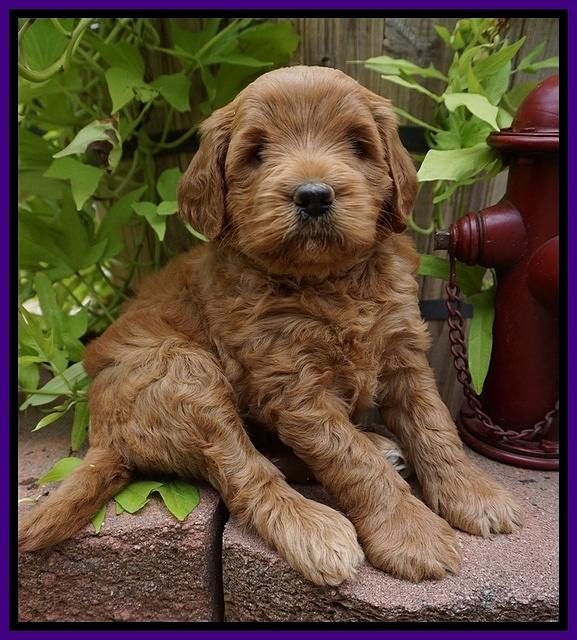 Dawn Dapper Dan pups 5 wks old 101