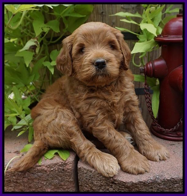 Dawn Dapper Dan pups 5 wks old 121