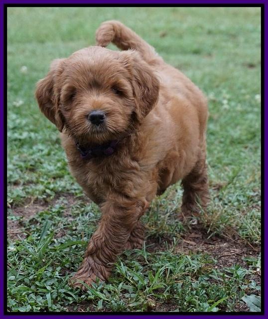 Dawn Dapper Dan pups 6 wks old 121