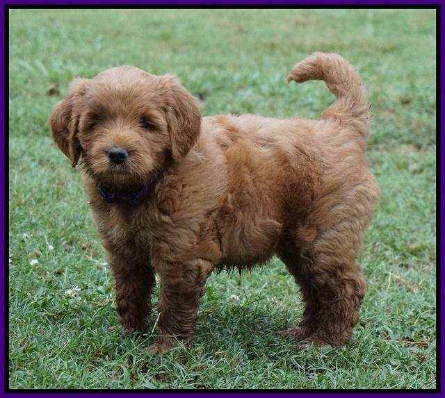 Dawn Dapper Dan pups 6 wks old 131