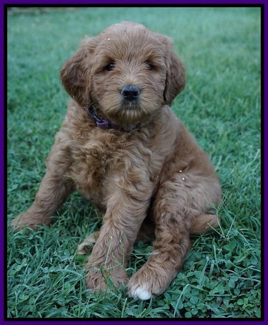 Dawn Dapper Dan pups 6 wks old 151