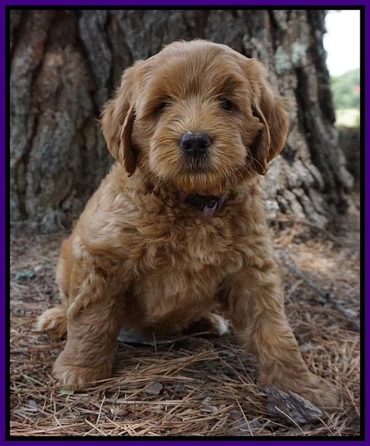 Dawn Dapper Dan pups 7 wks old 161