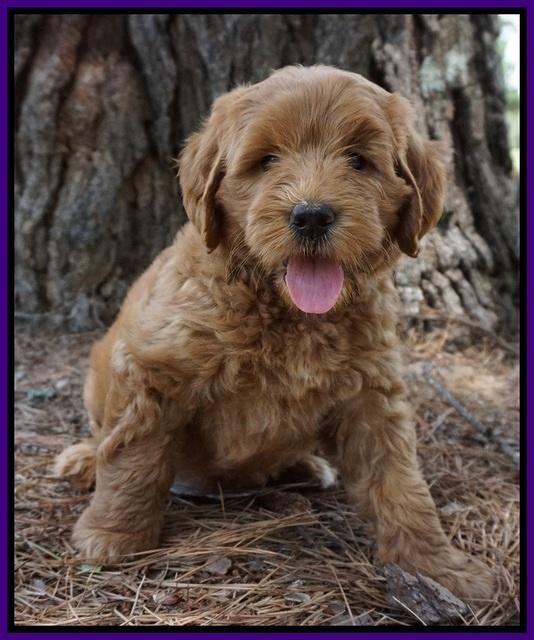 Dawn Dapper Dan pups 7 wks old 171