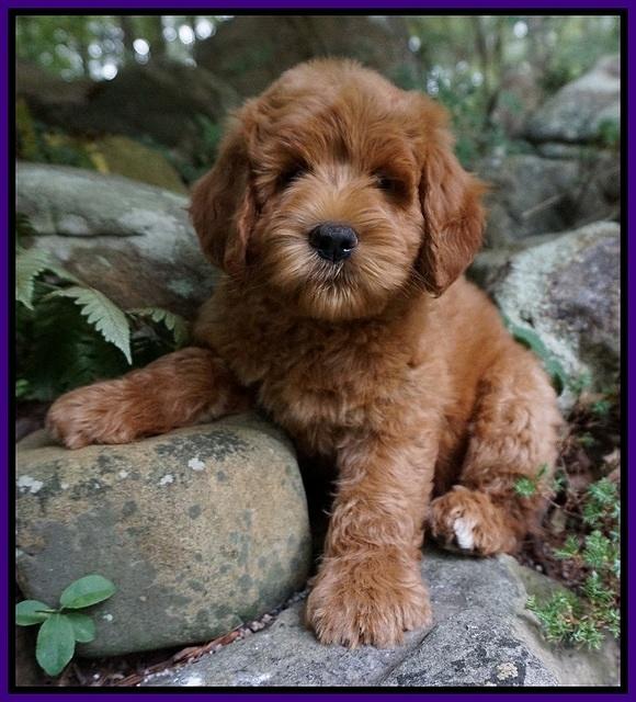 Dawn Dapper Dan pups 8 wks old 52000