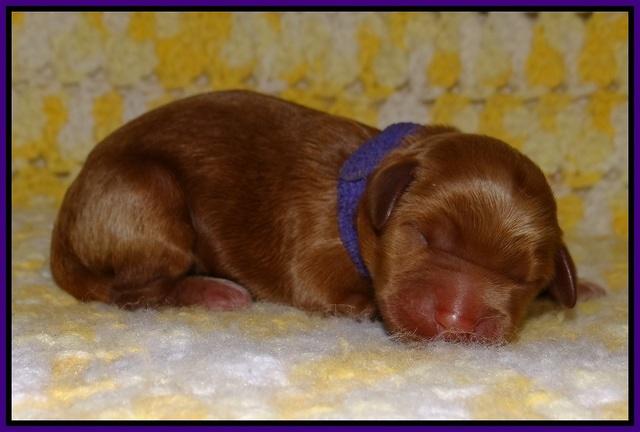 Dawn Dapper pups newborn 81