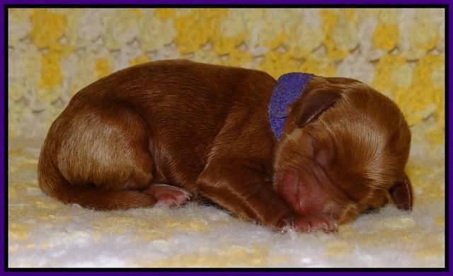 Dawn Dapper pups newborn 91
