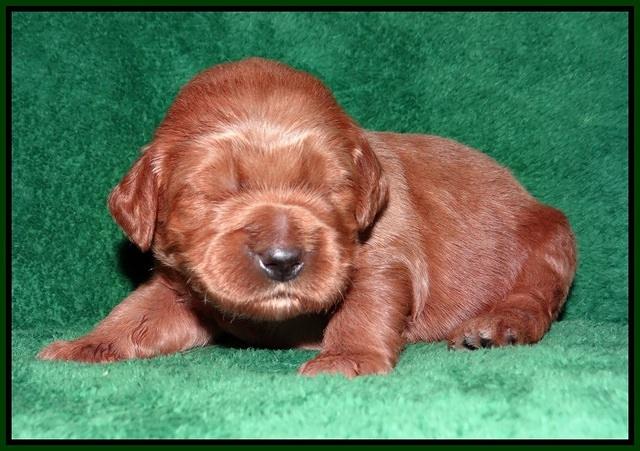 Dawn Dapper Dan pups 2 wks old 141