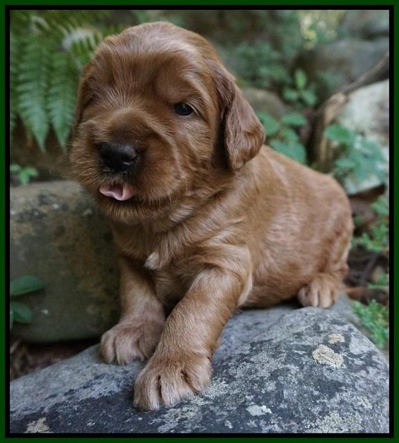 Dawn Dapper Dan pups 3 wks old 111