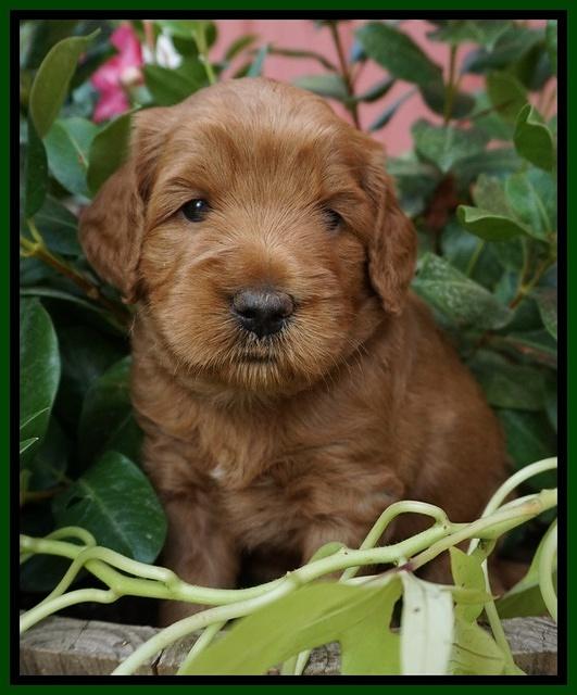Dawn Dapper Dan pups 4 wks old 121