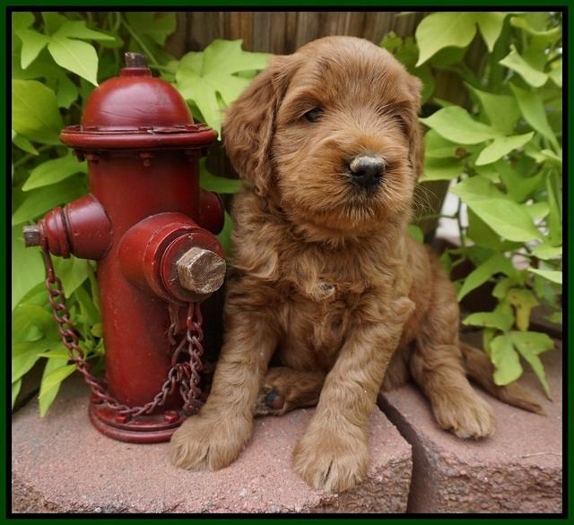 Dawn Dapper Dan pups 5 wks old 141