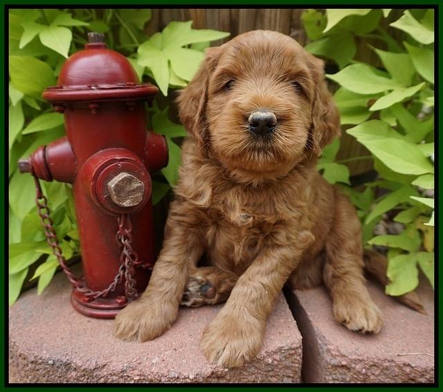 Dawn Dapper Dan pups 5 wks old 151