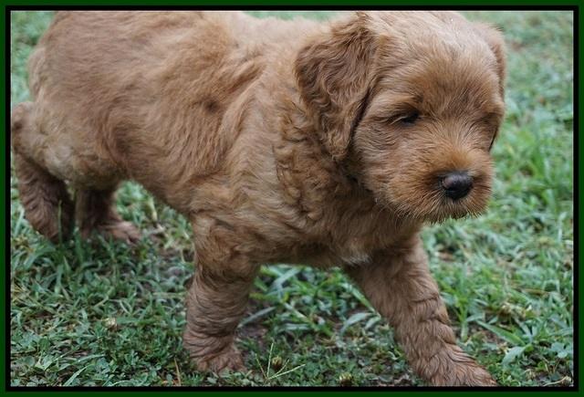 Dawn Dapper Dan pups 6 wks old 191