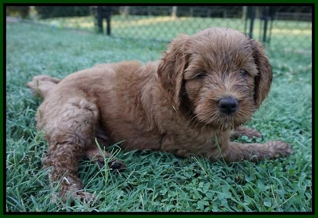 Dawn Dapper Dan pups 6 wks old 221