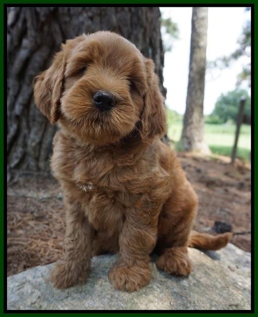 Dawn Dapper Dan pups 7 wks old 201