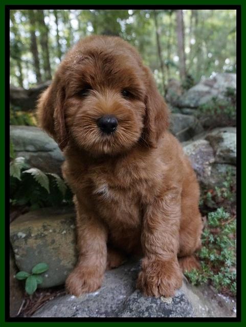 Dawn Dapper Dan pups 8 wks old 212000