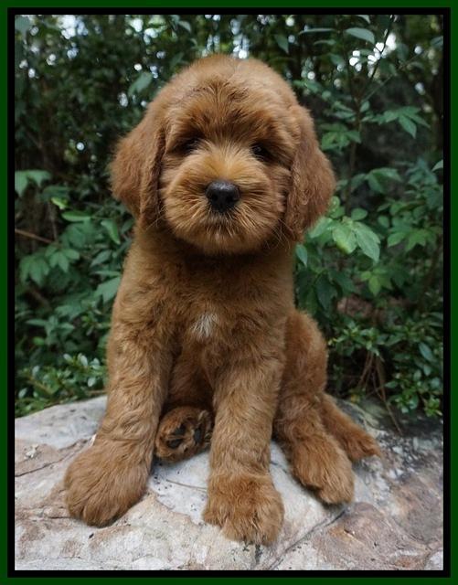 Dawn Dapper Dan pups 8 wks old 222000