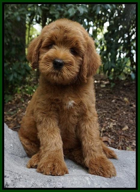 Dawn Dapper Dan pups 8 wks old 232000