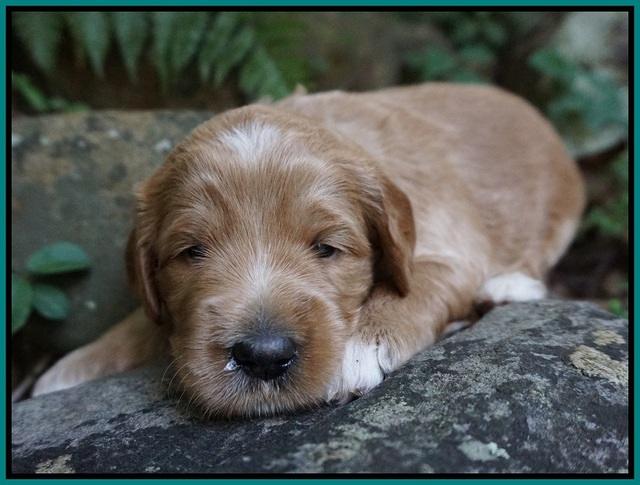 Dawn Dapper Dan pups 3 wks old 121