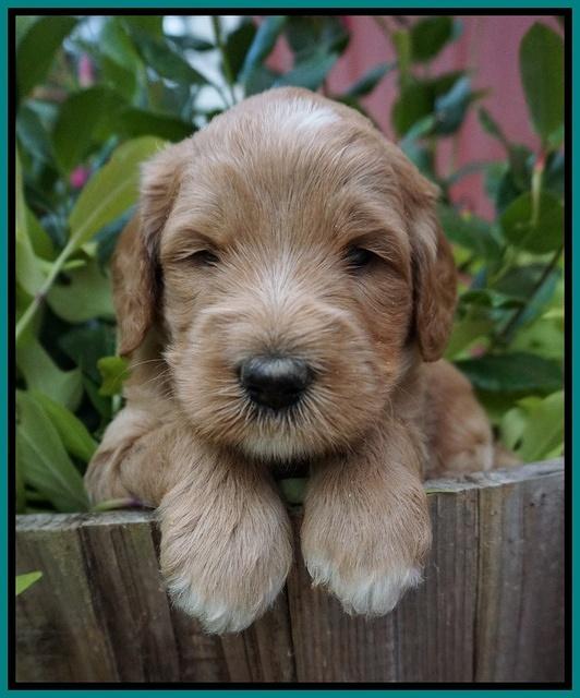 Dawn Dapper Dan pups 4 wks old 161