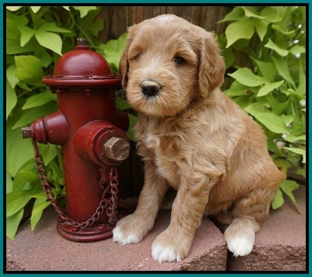 Dawn Dapper Dan pups 5 wks old 161
