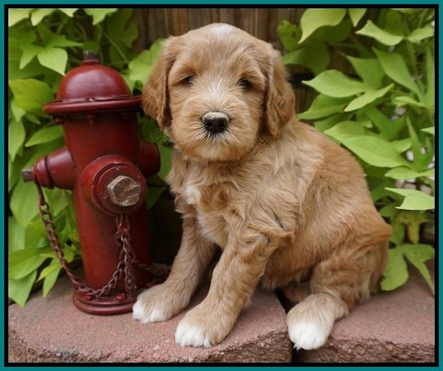Dawn Dapper Dan pups 5 wks old 181