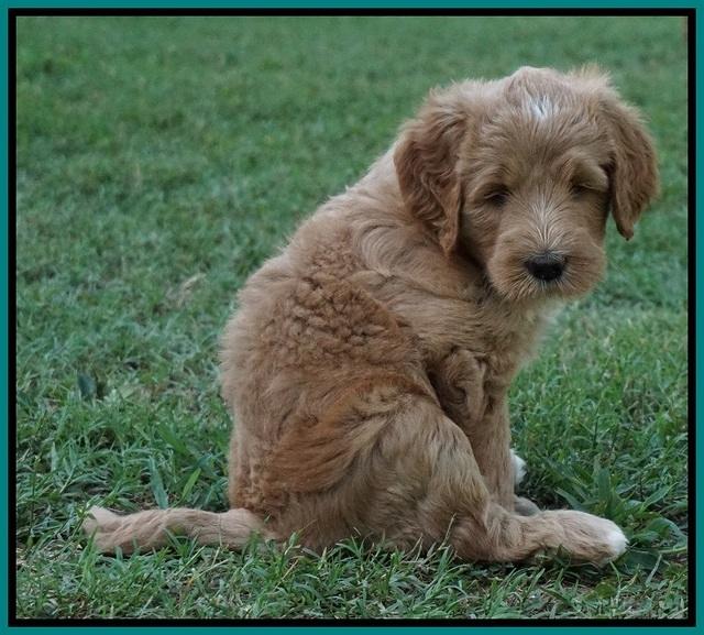 Dawn Dapper Dan pups 6 wks old 231