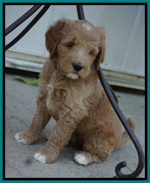 Dawn Dapper Dan pups 6 wks old 241