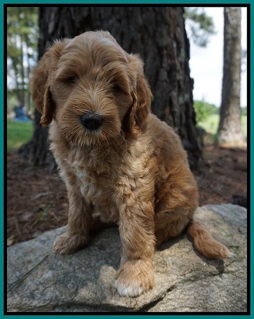 Dawn Dapper Dan pups 7 wks old 241