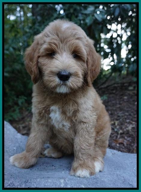 Dawn Dapper Dan pups 8 wks old 162000