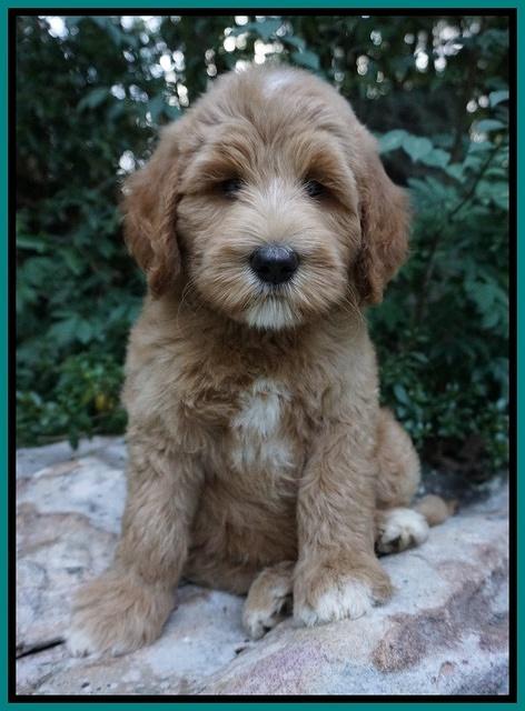 Dawn Dapper Dan pups 8 wks old 172000