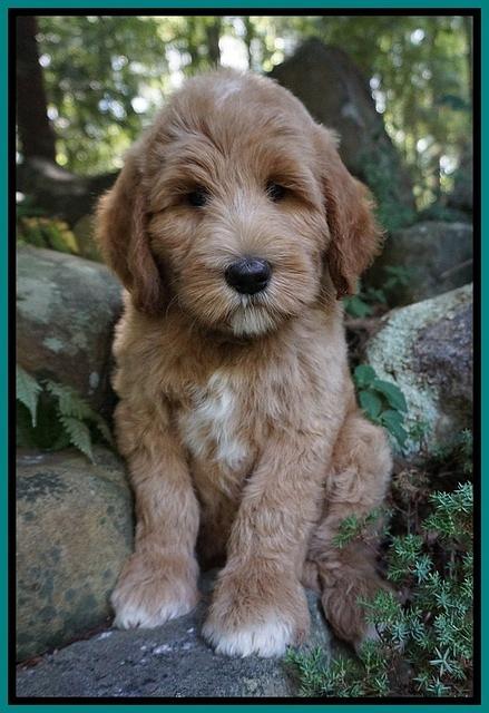 Dawn Dapper Dan pups 8 wks old 182000