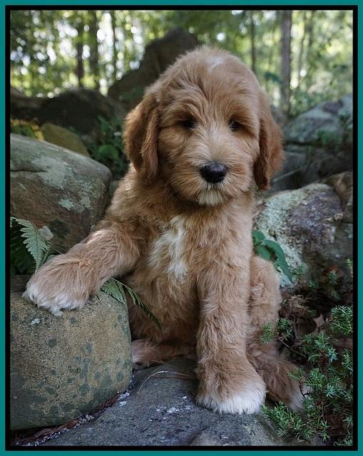 Dawn Dapper Dan pups 8 wks old 192000